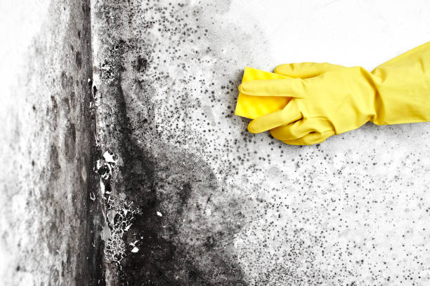 Best Crawl Space Mold Removal  in Kentland, IN