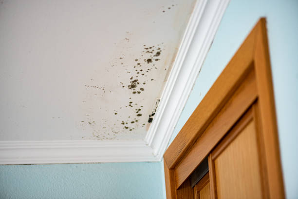 Best Attic Mold Removal  in Kentland, IN