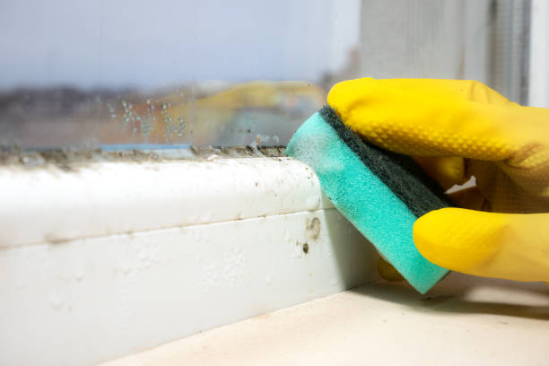Best Residential Mold Removal  in Kentland, IN
