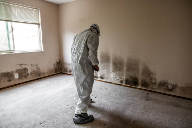 Best Local Mold Removal Service  in Kentland, IN