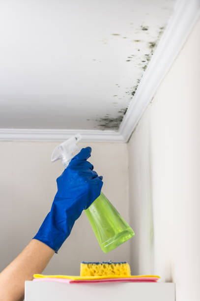 Office Mold Removal Services in Kentland, IN